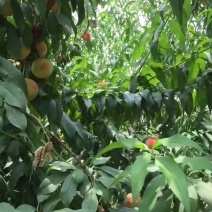 砀山八三黄桃