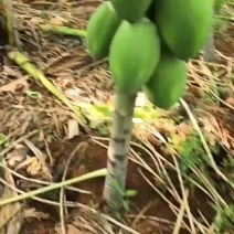 水果木瓜，益元六号