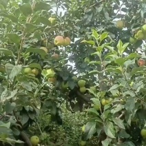 零卖或者收购都可以。电话洽谈