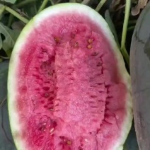 山东金乡本地新拳王大量有货，个头均匀，皮薄口感好，瓜型正