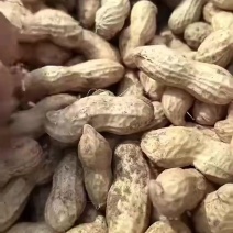 沙土大白沙花生大量上市全国代发需要的老板联系