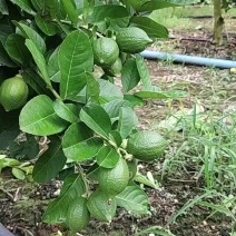 香水柠檬