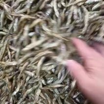 精品油炸公鱼