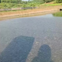 叉尾苗