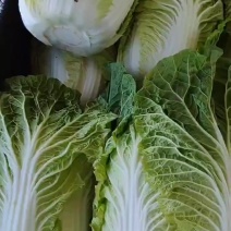 白菜