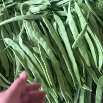 精品扁豆大量供应不断货