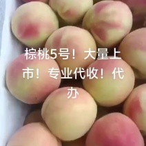 中桃5号！！货量充足质量保证！精诚合作