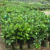 四季茶花，夏日七心，怀金托紫等，基地直销，档口货工程苗