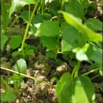 山桐子芽苗