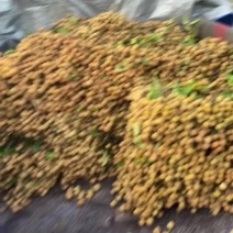 石硖龙眼
