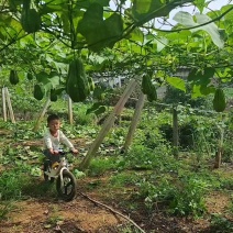 云南建水佛手瓜产地直销