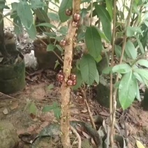 嘉宝果树苗沙巴，艾斯卡，四季红妃，绿水晶