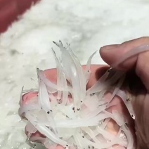 3/5银鱼，有需要联系我，价格好说。