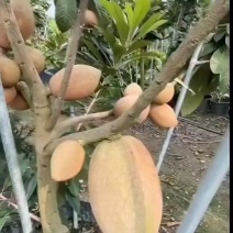 妈咪果树苗，马加纳，潘婷，v仔，潘塔利亚