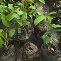 牛奶果树苗嫁接苗大果紫果
