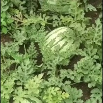7到17斤的，干沙瓤，生地瓜，糖13左右