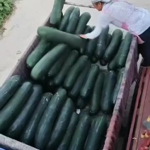 黑皮吊冬瓜！产地直发！货源充足！价格低廉！对接商超！