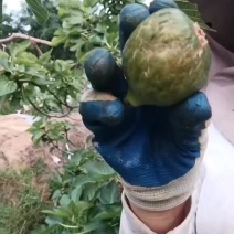 青皮无花果