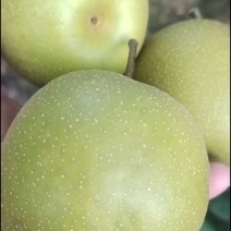 湖北宜城脆冠梨已大量上市