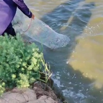 黄河滩淡水活虾