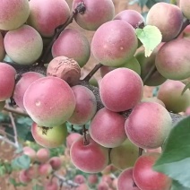 胭脂梅