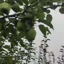 山西早酥梨，青皮梨，早熟梨上市了，产地直供有需要的联系