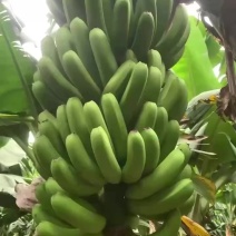 广西香蕉一件代发整车发货货源充足，价格实惠。