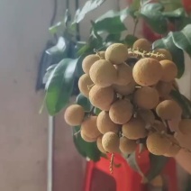 广东东莞石硖龙眼