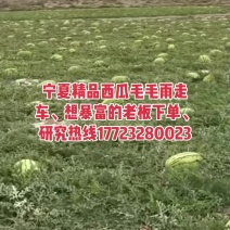 西瓜规格齐全年供