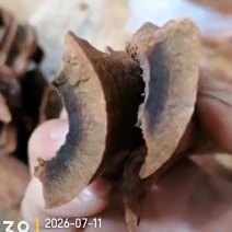 油桂