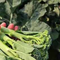精品西兰苔鲜货甜苔需要的联系价格美丽西兰花也有