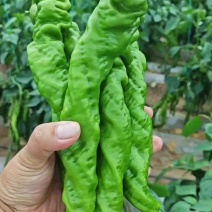 定西市安定区内官营镇螺丝椒大量上市，高原夏菜，质高价优