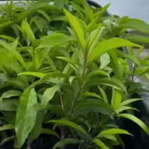 蛋黄果AL罗斯果嫁接苗