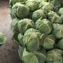 莲花白，奥奇娜。销往全国需要的老板联系