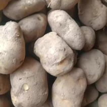 威宁大黄心