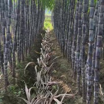广西崇左黑皮甘蔗大量批发