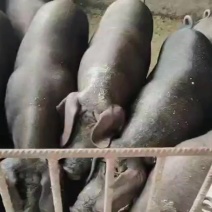 农家吃熟食黑土猪