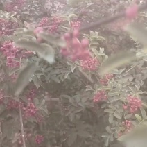 昭通小红花椒马上上市了，需要的朋友联系我