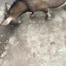 小山羊羊群出售