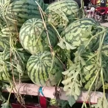 冠龙西瓜