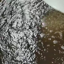沼虾苗