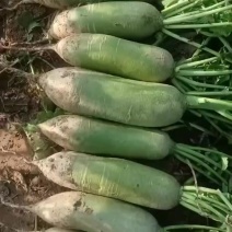河北廊坊青萝卜。大量上市，支持各种包装，需要的老板来电咨