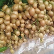 黄皮果大量上市，想要请联系…***********
