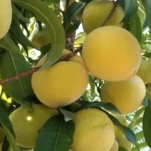 山东黄桃
