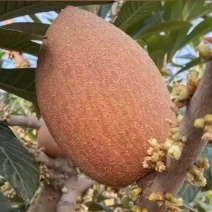 妈咪果树苗