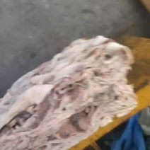 厂家直销，鱿鱼下角料30吨
