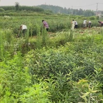 隆回县菜百合，龙牙红，龙牙鲜货干货，农户直销，货源充足