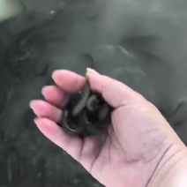 野生泥鳅鱼