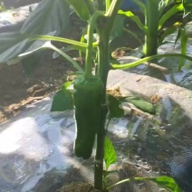 芜湖椒，已准备中需要的老板联系哦
