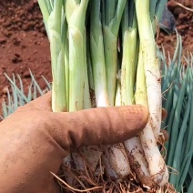 大管葱